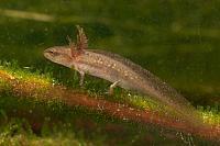 Kleine watersalamander larve PVH3-19417