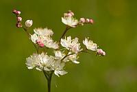 Knolspirea PVH2-1448