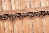 Kolonie ingekorven vleermuizen op zolder PVH7-04452