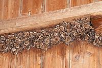Kolonie ingekorven vleermuizen op zolder PVH7-04459