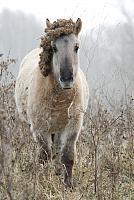 Konik in winter PVH2-21308