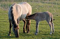 Konik met veulen PVH3-00402