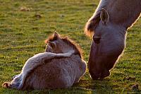 Konik met veulen PVH3-00441