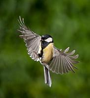 Koolmees; Great tit; Parus major PVH7-03647