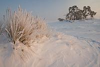 Kootwijkerzand in winter PVH70a-0346