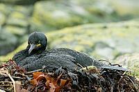 Kuifaalscholver op nest PVH3-02957