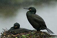 Kuifaalscholvers op nest PVH3-02984