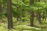 Lariksbos met bosbes ondergroei in voorjaar PVH3-01314