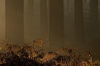 Mist in herfstbos PVH3-09838