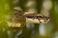 Neotropical bird snake PVH70b-3114