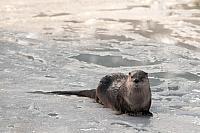 Otter op ijs PVH3-28649