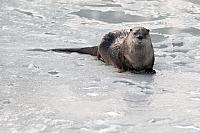 Otter op ijs PVH3-28654