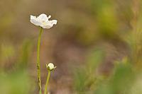 Parnassia PVH3-41482