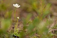 Parnassia PVH3-41488