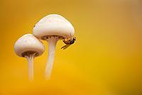 Porseleinzwam met vlieg; Porcelain fungus with fly PVH7-08679