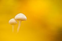 Porseleinzwam; Porcelain fungus; Oudemansiella mucida PVH7-08628