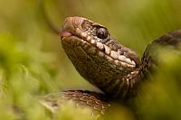 Portret adder PVH70b-9581