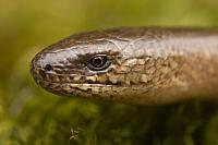 Portret hazelworm PVH70b-8945