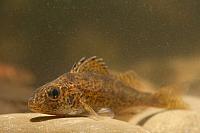 Pos; Eurasian ruffe; Gymnocephalus cernua PVH7-07896