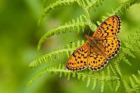 Purperstreepparelmoervlinder; Lesser marbled fritillary; Brenthis ino PVH7-03137