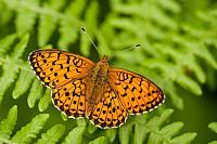 Purperstreepparelmoervlinder; Lesser marbled fritillary; Brenthis ino PVH7-03152