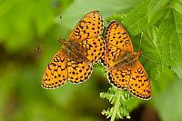 Purperstreepparelmoervlinder; Lesser marbled fritillary; Brenthis ino PVH7-03155