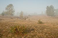 Rivierduinen in mist PVH3-27309