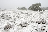 Rivierduinen in winter PVH2-8468