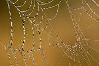 Spinnenweb met dauwdruppels PvH3-22752