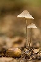 Streepsteelmycena PVH2-6118