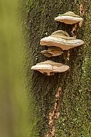 Tonderzwammen op beukenboom PVH2-23085