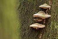 Tonderzwammen op beukenboom PVH2-23088