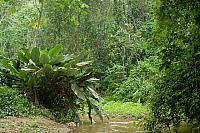 Tropisch regenwoud PVH1b-9191