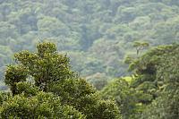 Tropisch regenwoud PVH70b-0785