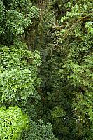 Tropisch regenwoud PVH70b-0794