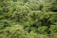 Tropisch regenwoud PVH70b-0818