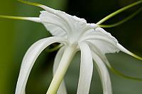 Tropische bloem PVH70b-2003
