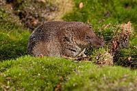 Tweekleurige bosspitsmuis PVH3-27778