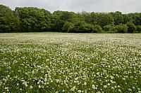 Veld met paardenbloemen PVH70b-10409