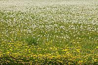 Veld met paardenbloemen PVH70b-10475