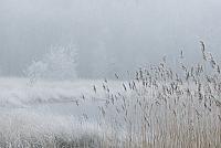 Ven met riet in winter PVH2-7980