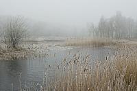 Ven met riet in winter PVH2-8016