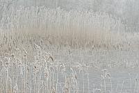 Venoever in winter PVH2-8036