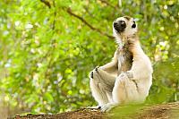 Verreaux's sifaka PvH3-11672