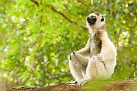 Verreaux's sifaka PvH3-11672