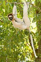 Verreaux's sifaka PvH3-11675