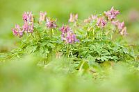 Vingerhelmbloem; Fumewort; Corydalis solida PVH7-12874