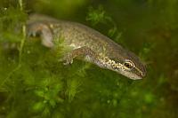 Vinpootsalamander vrouwtje PVH70b-1853