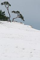 Vliegdennen in sneeuw PVH3-28391