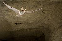 Vliegende Bechsteins vleermuis in groeve PVH2-18693